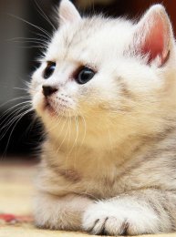 Врачев Врач Врачевич124